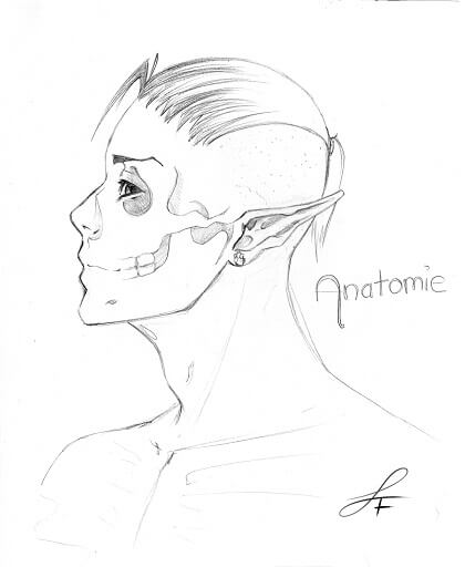 Anatomie